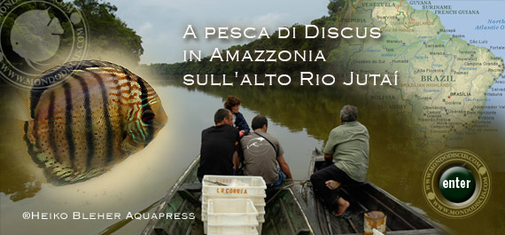 Discus Wild Amazonas