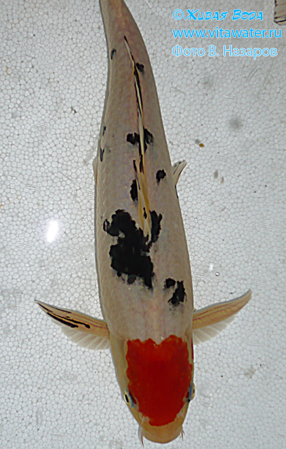 Фото родительской формы (самец) рыбы Aka Sanke с верхнего фото