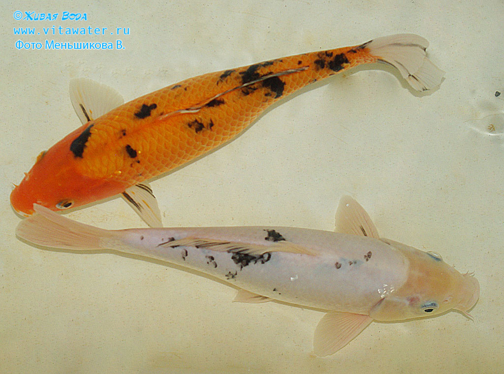 Две цветовые вариации карпов в классе Bekko: белая и красная рыбы с некрупными черными пятнами