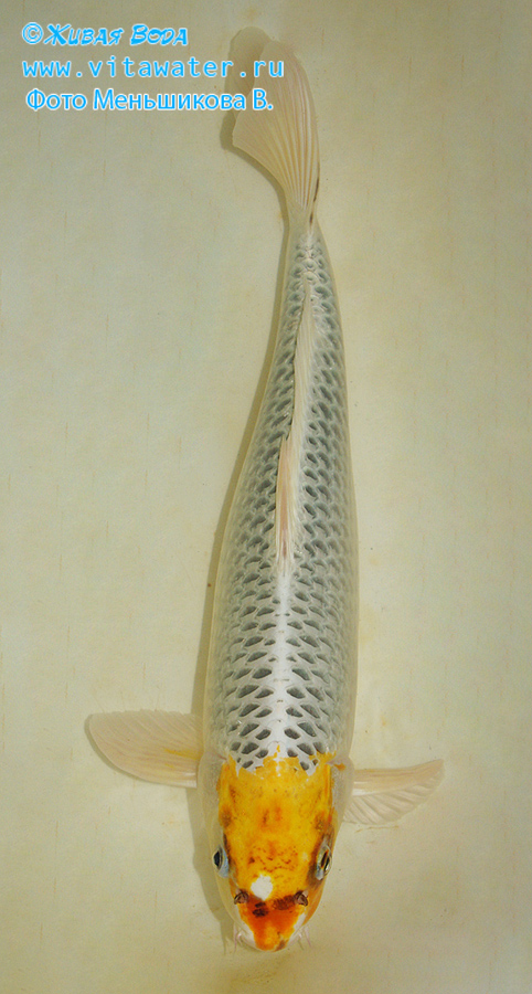 Родительская форма (самец) молодых рыб с предыдущей фотографии (вариация окраса Menkaburi Tancho Kujaki)