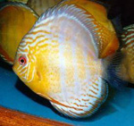 Green Discus