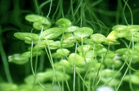 Ряска малая (Lemna minor). 
Аквариумные растения. Описание растений для аквариумов