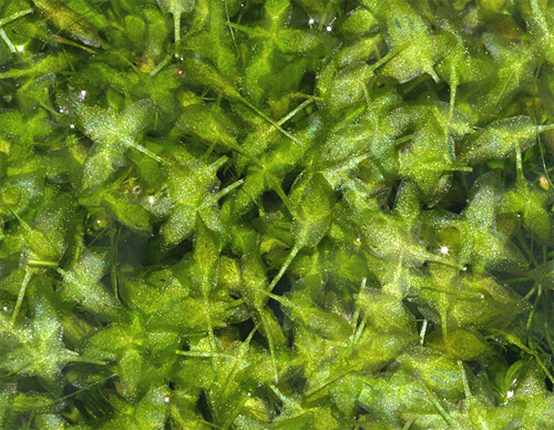 Ряска трехдольная (Lemna trisulca). 
Аквариумные растения. Описание растений для аквариумов